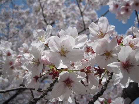 Japanese Seikatsu: Bunga Sakura