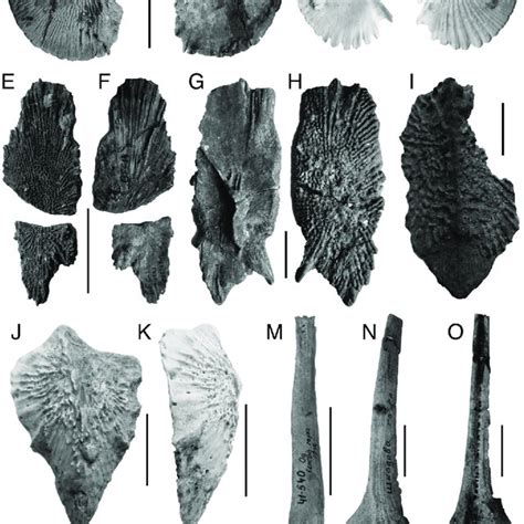 (PDF) Neogene and Pleistocene sturgeon (Acipenseriformes, Acipenseridae ...