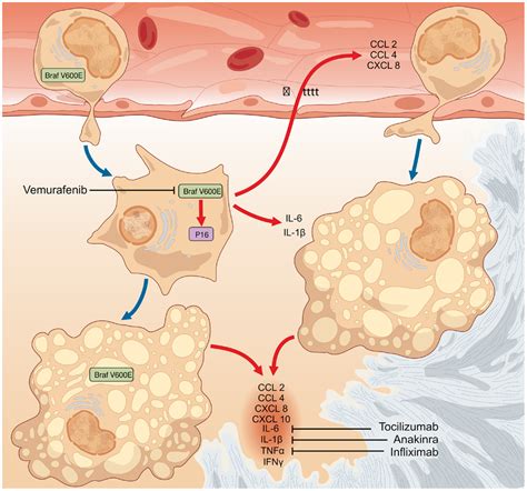 Frontiers Oncogene Induced Senescence As A New Mechanism Of Disease