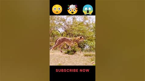 Cheetah Chase🐆🥶🤯😱shorts Cheetah Fyp Youtube