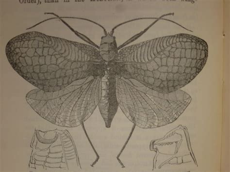 Charles Darwin Ma Frs The Descent Of Man And Selection In Relation To Sex 1906 Catawiki