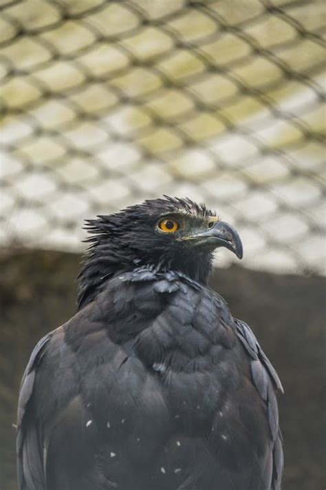 Black Eagle in Captivity · Free Stock Photo