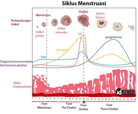 Fase Proliferasi Menstruasi Ilmu