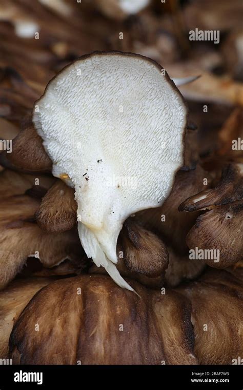 Grifola Frondosa Known As Maitake Hen Of The Woods And Rams Head