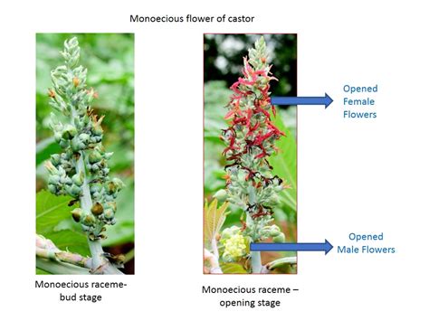 Monoecious Mechanisms In Castor Ricinus Communis L — Vikaspedia