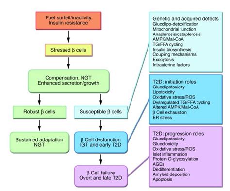 JCI Islet β cell failure in type 2 diabetes