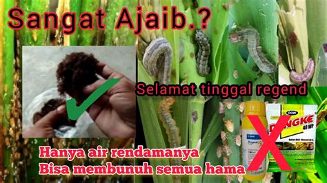 Setelah Tau Cara Ini Aku Tidak Akan Beli Pestisida Racun Hama Lagi