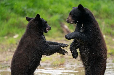 North American black bear cubs brave their new surroundings at safari ...