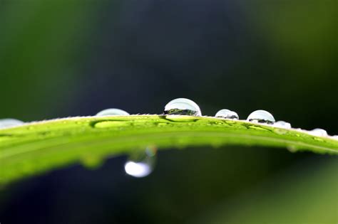 Wallpaper Mist Mountains Macro Green ART Nature Grass Garden