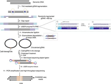 Rapid Accurate Mapping Of Transgene Integration In Viable