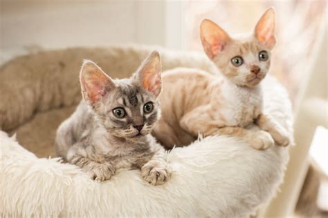 Alla Scoperta Del Cornish Rex Il Simpatico Gatto Levriero