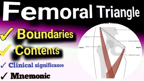 Femoral Triangle Boundaries Contents Mnemonic YouTube