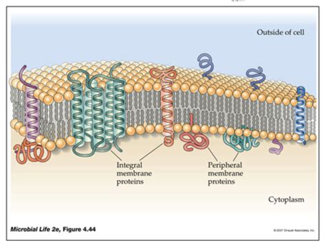 The Cell Envelope Flashcards | Quizlet