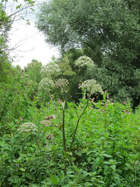 Angelica Sylvestris Wald Engelwurz Angelica Sylvestris I Flickr