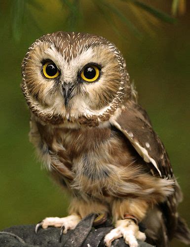 The Sawwhet Owl Owl Owl Pictures Baby Owls