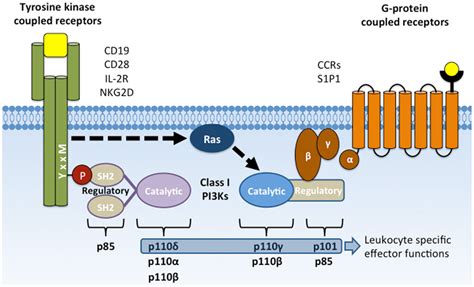 Frontiers Lipid And Protein Co Regulation Of Pi3k Effectors Akt And