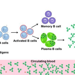 Flowchart of autoantibody biomarker discovery and detection in breast ...