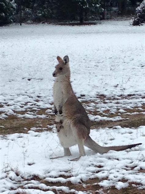 Pin by Phil Hurd on My Saves | Animals, Kangaroo, Snow