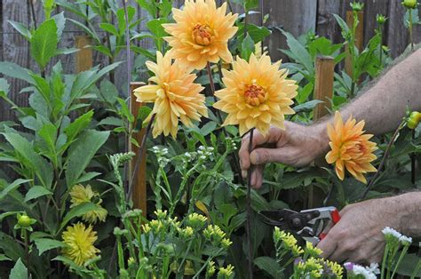 Bloembollen planten dit zijn de leukste ideeën Gardeners World