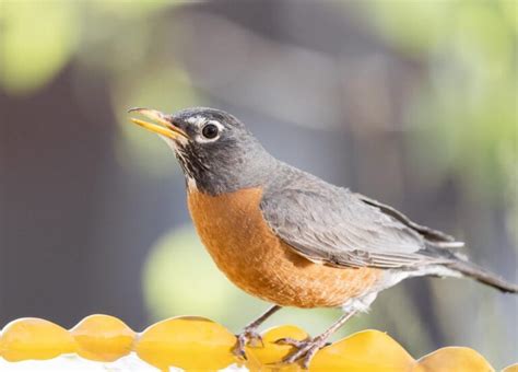 Robin Symbolism: What Do Robins Represent? (9 Different Meanings)