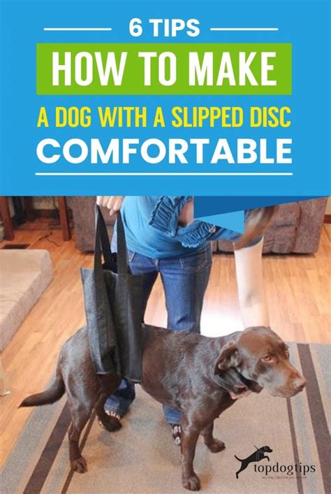 how to make a dog with a slipped disc comfortable