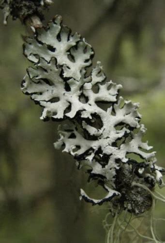 Lichen identification Flashcards | Quizlet