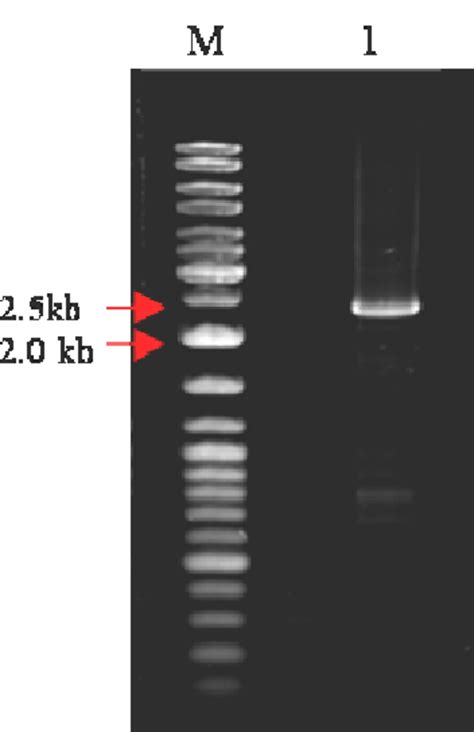 Amplification Product Of Full Length Tg LHY CDNA The Fragment Was