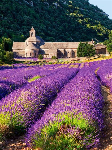 Campos De Lavanda En La Provenza Francia Campos De Lavanda En