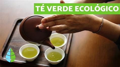 Los Beneficios Del Te Verde Telegraph