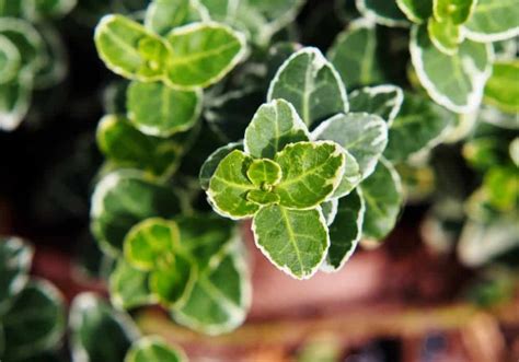 Gaiety Wintercreeper Euonymus Fortunei Gaiety