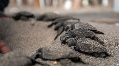 Liberan Tortugas En Nicaragua Especie En Peligro Extinci N