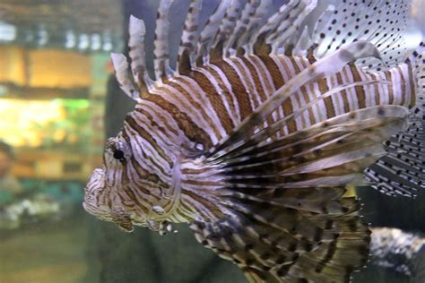 Nicholls Research Shows Invasive Lionfish Effect On Ecosystems In The