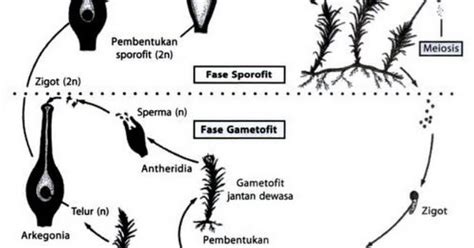 Siklus Daur Hidup Tumbuhan Lumut Bryophyta