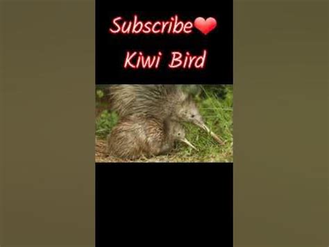 Kiwi Bird Sound - Kiwi Bird Running.🐦#shorts #shortsindia #shortsnepal #youtubeshorts - YouTube