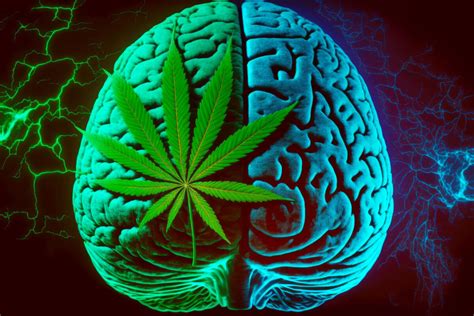 Effets irréversibles du cannabis sur le cerveau étude majeure