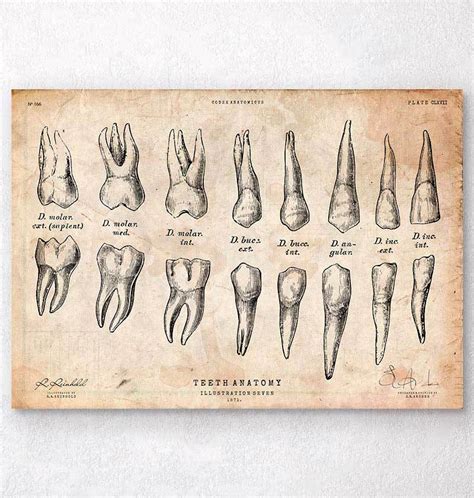 Teeth anatomy chart – Codex Anatomicus