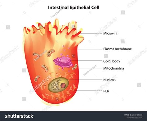 Structure Intestinal Epithelial Cell Physical Biochemical Stock Vector (Royalty Free) 2038419779 ...