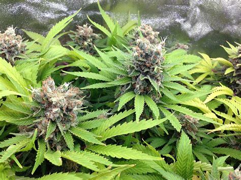 Week-by-Week Cannabis Flowering Stage Timeline | Grow Weed Easy