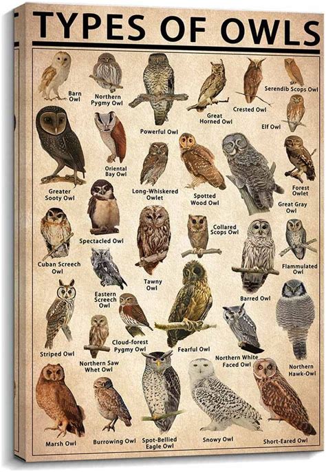 Educational Owl Wall Art Vintage Animal Prints For Home Or Classroom Decor