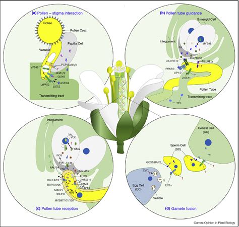 科学网—curr Opin Plant Biol：植物类受体激酶介导的信号传导作用于雄性 雌性互作 郝兆东的博文