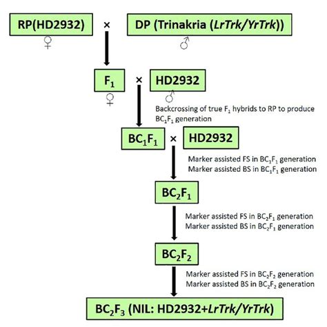 Schematic Representation Of Marker Assisted Backcrossing To Introgress Download Scientific