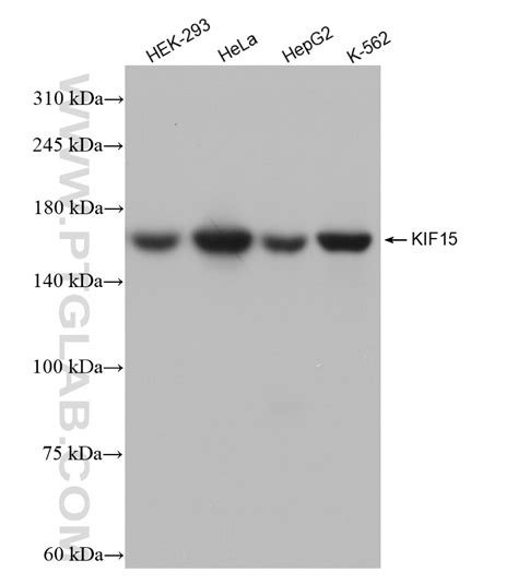 KIF15 Antibody 82903 1 RR Proteintech