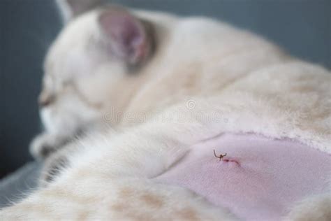 Gato Después De La Esterilización Sutura Tras Cirugía Cicatrización