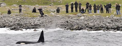 Shetland Nature Wildlife Birding And Photography Holidays In The