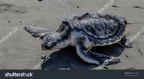 156 Kemp’s Ridley Sea Turtle Images, Stock Photos & Vectors | Shutterstock