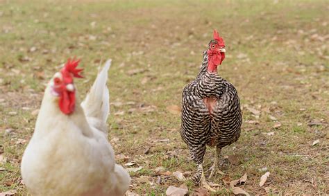 Free Range Naked Neck Hen Photograph By Sheryl Caston Fine Art America