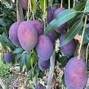 Linaa Rare Mango Fruit Grafted Live Plant Variety Thailand Purple