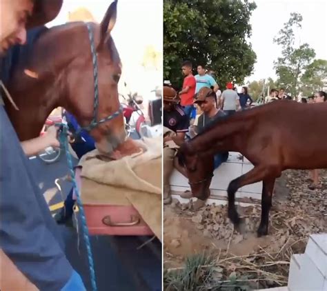 V Deo Cavalo Acompanha Vel Rio E Se Despede De Vaqueiro De Anos