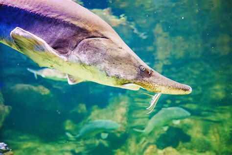 Discover the 8 Largest Sturgeon Ever Caught - A-Z Animals