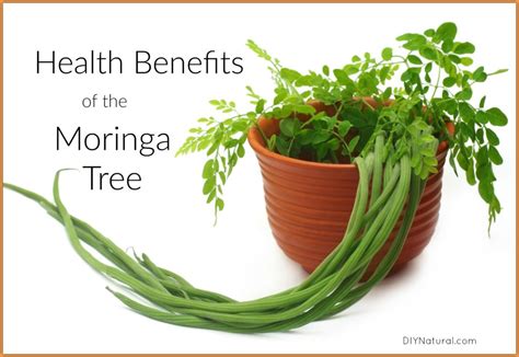 Health Benefits of Moringa and Ways to Use the Tree